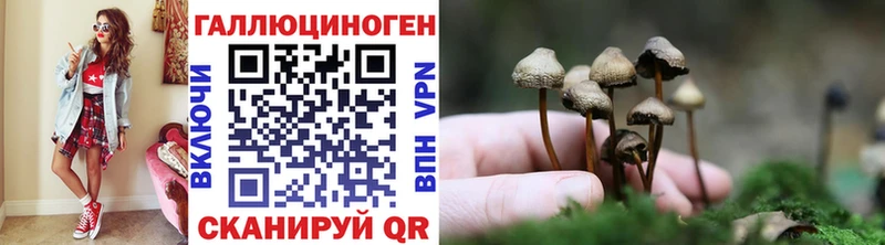 Купить где  Плёс  Галлюциногенные грибы Psilocybine cubensis 